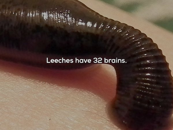 22 Bizarre Facts That Will Leave You Uneasy