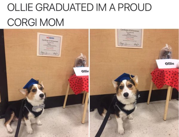dog - Ollie Graduated Im A Proud Corgi Mom God Ollie Ollie