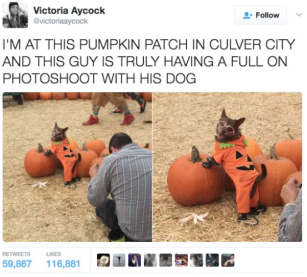 dog pumpkin patch - Victoria Aycock I'M At This Pumpkin Patch In Culver City And This Guy Is Truly Having A Full On Photoshoot With His Dog 59,867 116,881 Quandtag