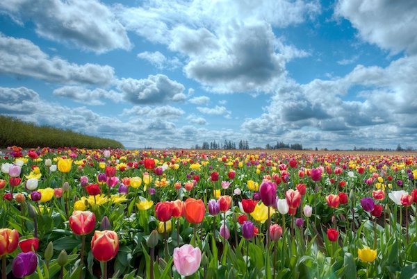 “My mom’s heart stopped during surgery. She said the only thing she remembers is being in a field of flowers.”