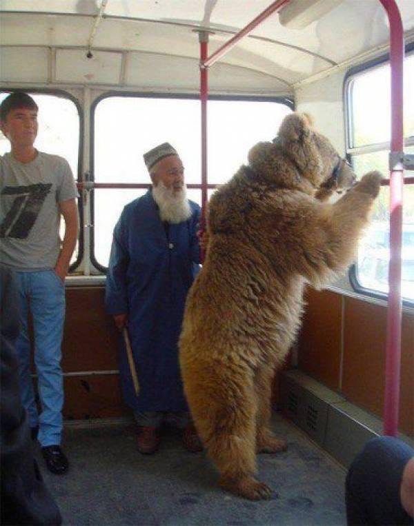 russia russian man and bear