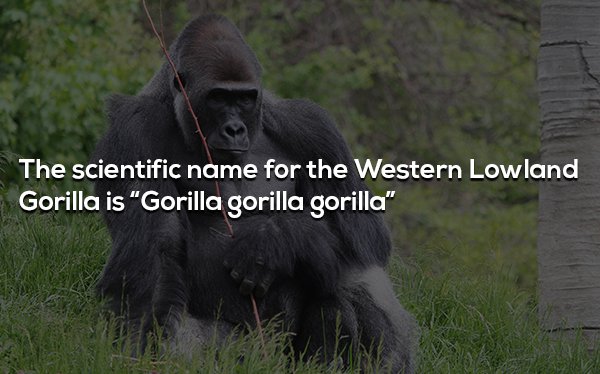 western gorilla - The scientific name for the Western Lowland Gorilla is Gorilla gorilla gorilla"
