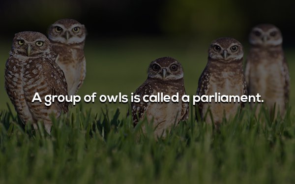 family of owls - A group of owls is called a parliament.
