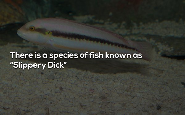 fish - There is a species of fish known as "Slippery Dick"