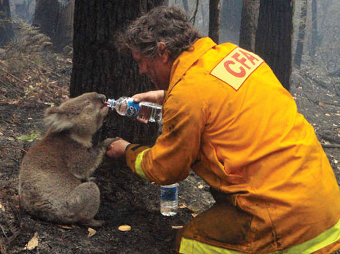 A rescue worker offers water to a Koala bear following devastating fires across Australia in 2011