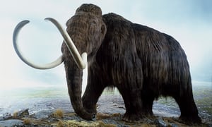 The Great Pyramid was built before the last Woolly Mammoth died.