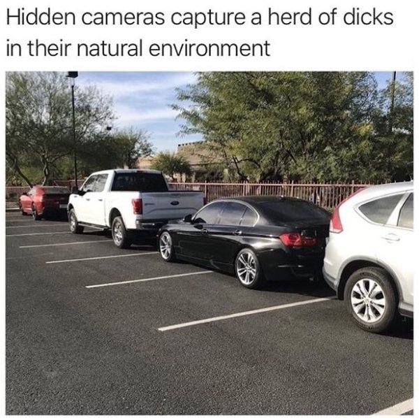 car memes - Hidden cameras capture a herd of dicks in their natural environment