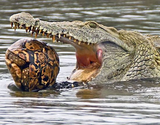 crocodile eat crocodile