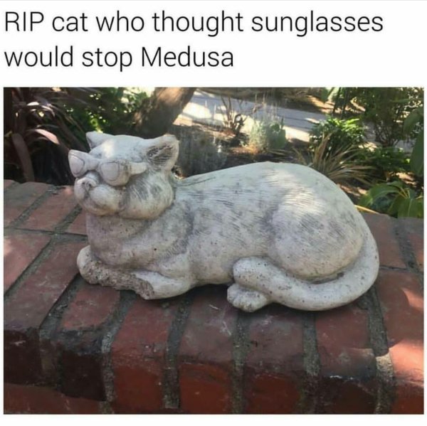 rip cat who thought sunglasses would stop medusa - Rip cat who thought sunglasses would stop Medusa