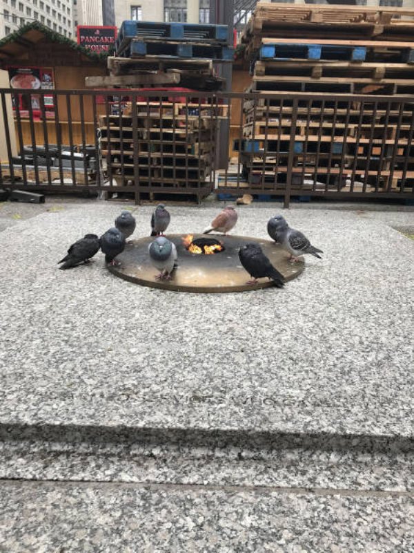 pigeons and doves - Pancake
