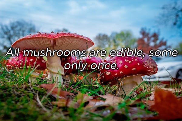 All mushrooms are edible, some only once.