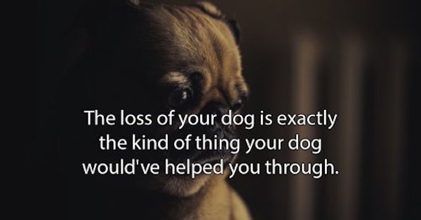 photo caption - The loss of your dog is exactly the kind of thing your dog would've helped you through.