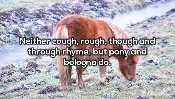 Neither cough, rough, though and through rhyme, but pony and e bologna do.