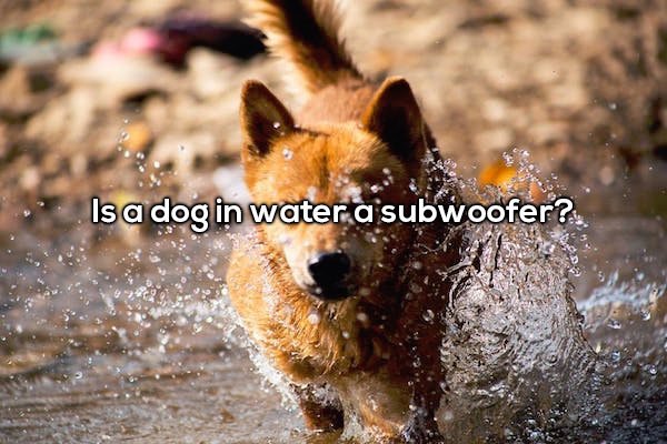Is a dog in watera subwoofer?