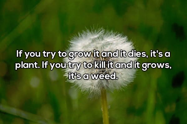 dandelion - If you try to grow it and it dies, it's a plant. If you try to kill it and it grows, it's a weed.