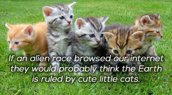 kittens and cats - If an alien race browsed our internet they would probably think the Earth is ruled by cute little cats.