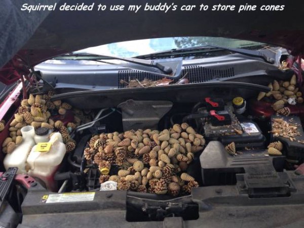 squirrel under hood of car - Squirrel decided to use my buddy's car to store pine cones