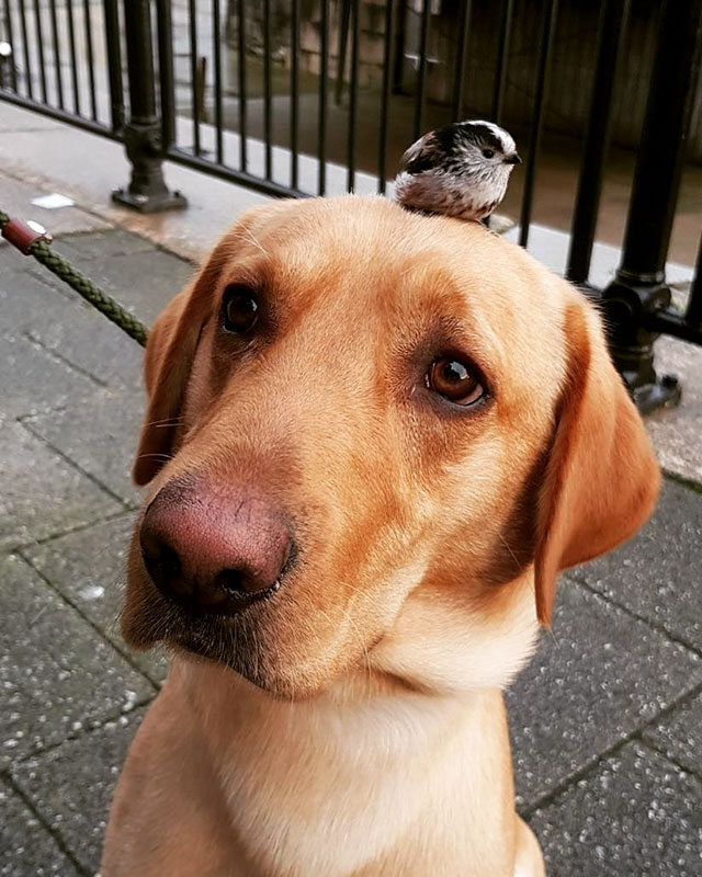 Not sure how this pup and birb because friends, but it's beautiful!