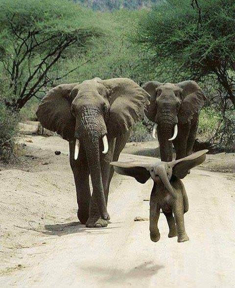 Not sure there's anything happier looking in this world than a playful baby elephant. 