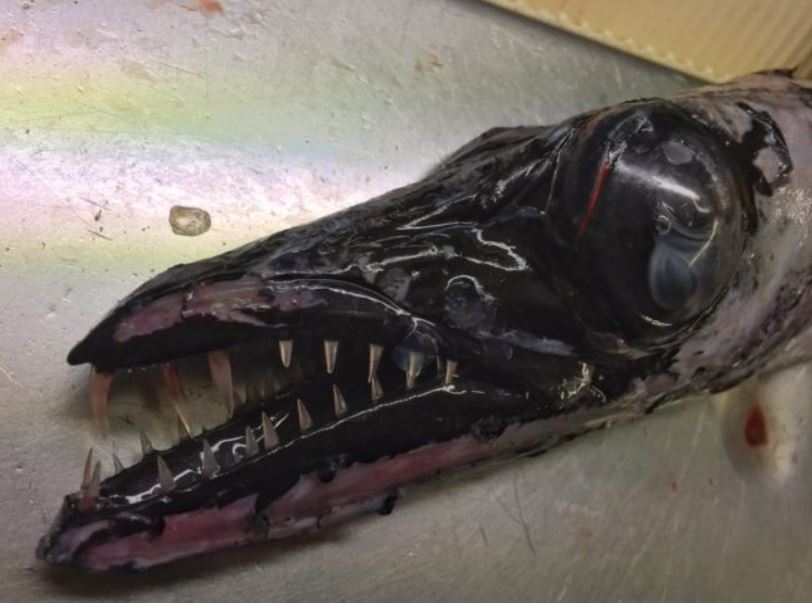 27 Creepy Deep Sea Discoveries By Russian Fisherman