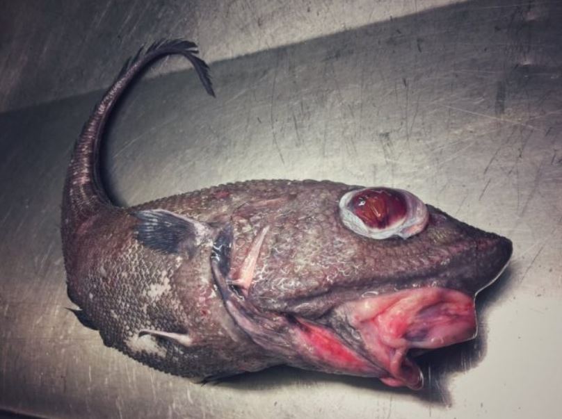 27 Creepy Deep Sea Discoveries By Russian Fisherman