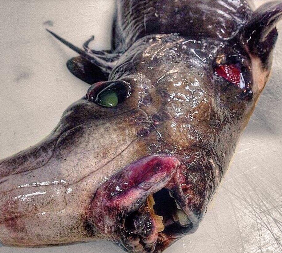 27 Creepy Deep Sea Discoveries By Russian Fisherman