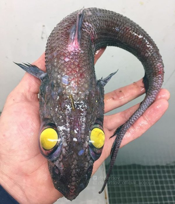 27 Creepy Deep Sea Discoveries By Russian Fisherman