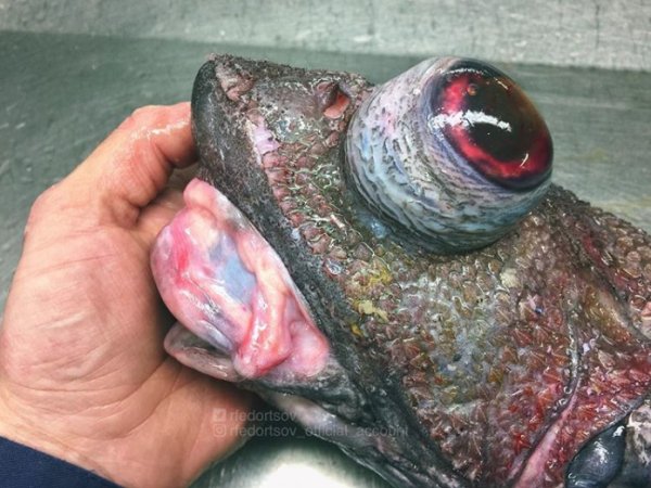 27 Creepy Deep Sea Discoveries By Russian Fisherman