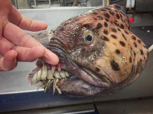 27 Creepy Deep Sea Discoveries By Russian Fisherman