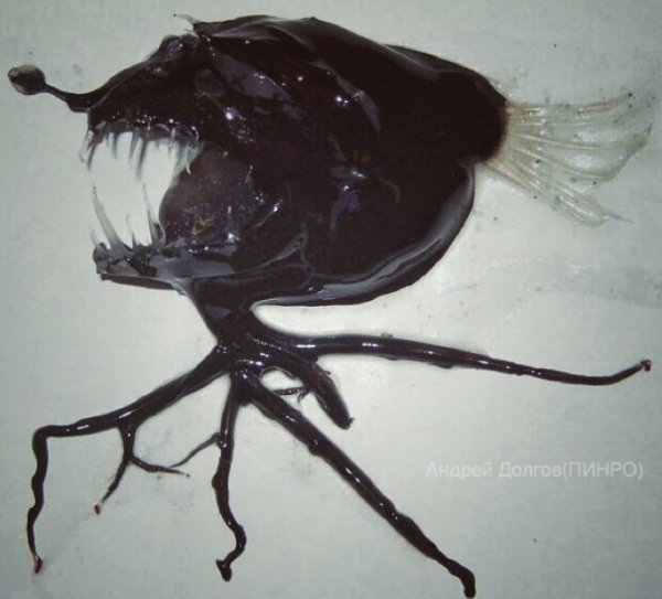 27 Creepy Deep Sea Discoveries By Russian Fisherman