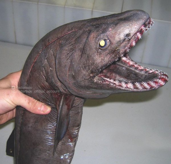 27 Creepy Deep Sea Discoveries By Russian Fisherman