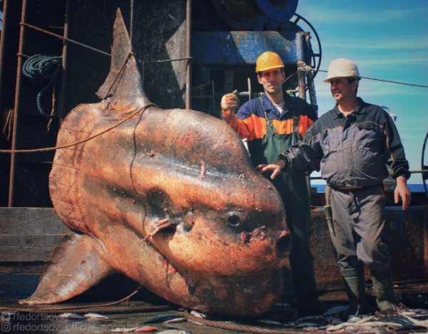 27 Creepy Deep Sea Discoveries By Russian Fisherman