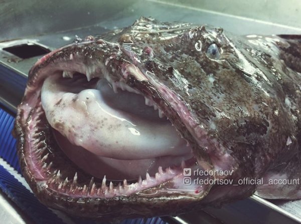 27 Creepy Deep Sea Discoveries By Russian Fisherman