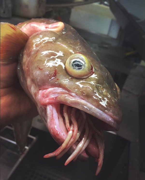 27 Creepy Deep Sea Discoveries By Russian Fisherman