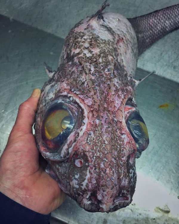 27 Creepy Deep Sea Discoveries By Russian Fisherman