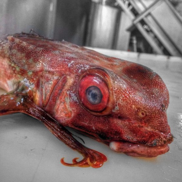 27 Creepy Deep Sea Discoveries By Russian Fisherman