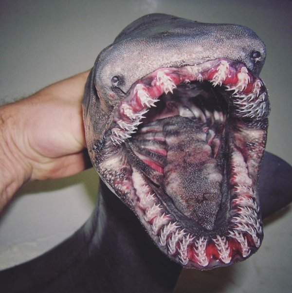 27 Creepy Deep Sea Discoveries By Russian Fisherman