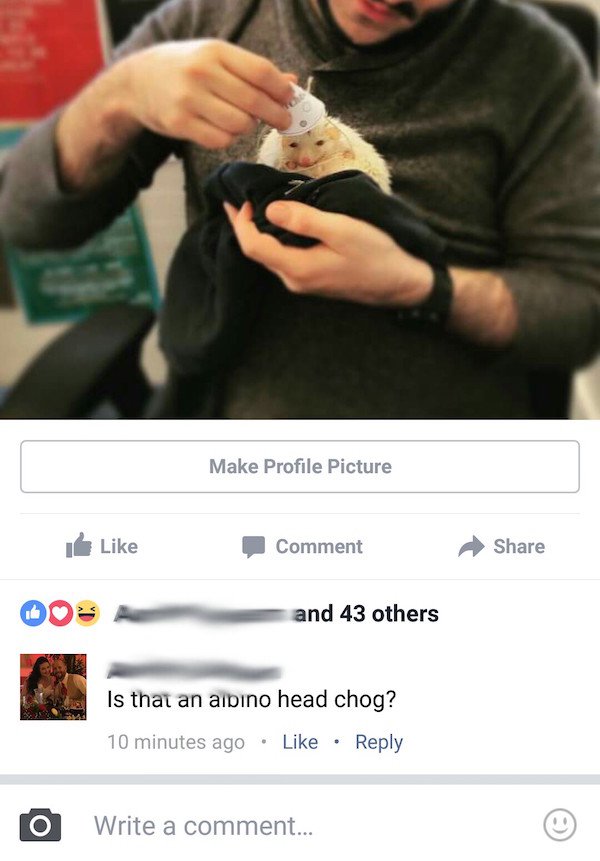 website - Make Profile Picture I Comment 00 and 43 others Is that an albino head chog? 10 minutes ago O Write a comment...