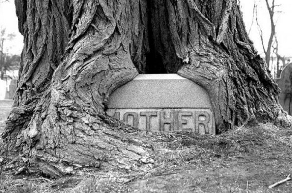 This Mother’s tombstone in Massachusetts is now being hugged by a tree.