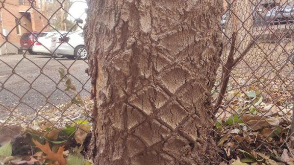 This tree has the markings of the fence it grew through.