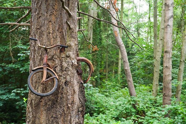 A boy left his bike chained to a tree before he went to war in 1914.