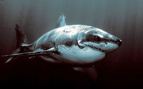 A great white shark who’s lived a long life.