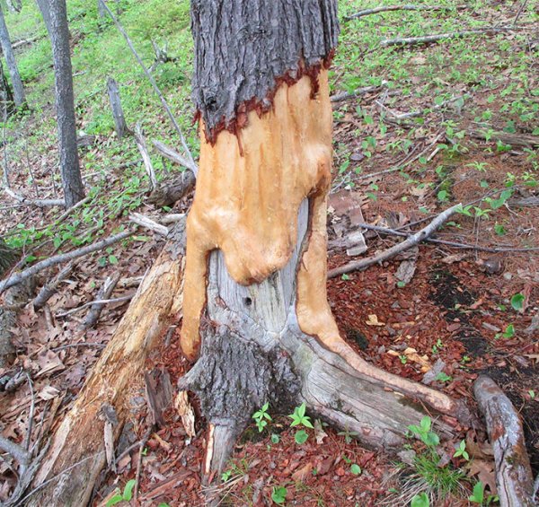 This tree’s beaver damage makes it look as if it’s melting.