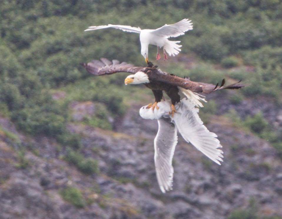 A seagull trying to save it’s friend