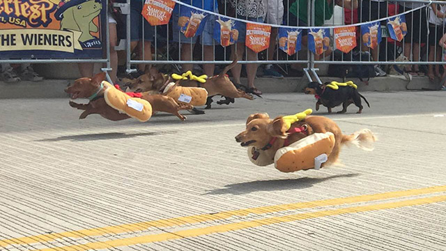 dachshunds dressed as hot dogs