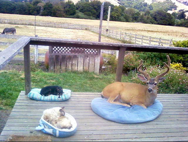 deer in dog bed