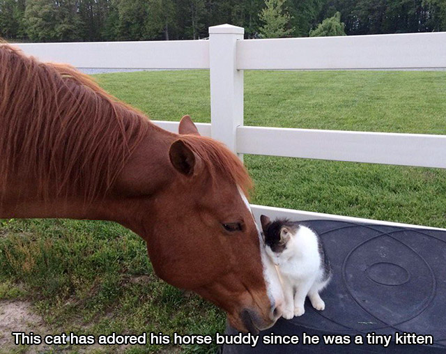 horse and kitty - This cat has adored his horse buddy since he was a tiny kitten