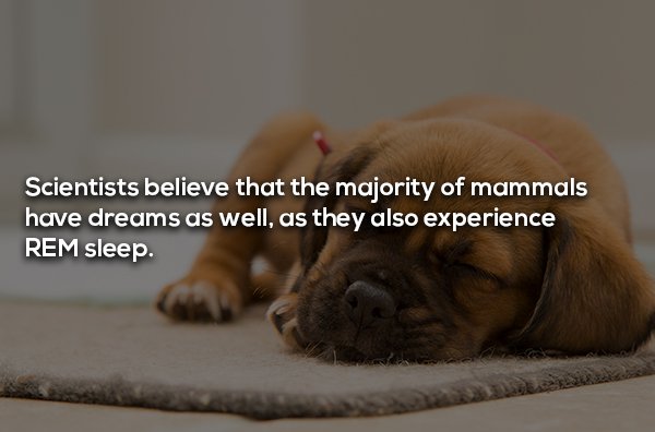 17 Interesting Facts About Dreams