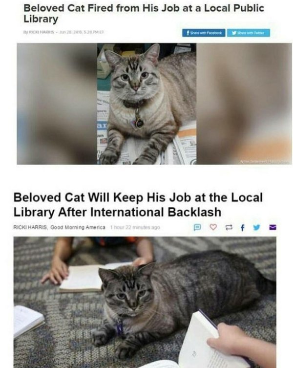 Wholesome Memes - about a cat that kept his job at a library after backlash from the internet