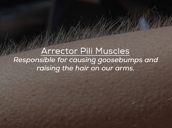 close up - Arrector Pili Muscles Responsible for causing goosebumps and raising the hair on our arms.